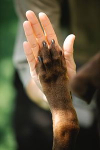 dog high five